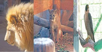 Animales exóticos esperan regresar a su hábitat