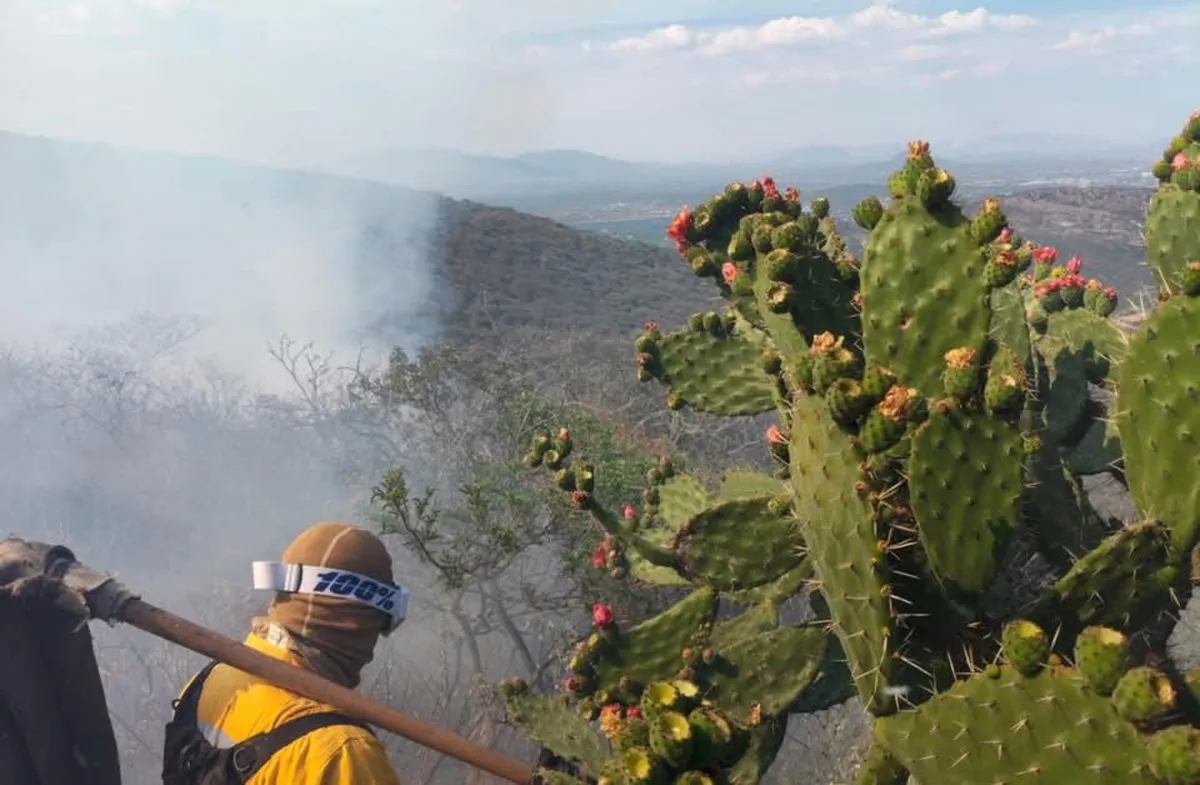 Tepeji: incendio forestal moviliza a protección civil, bomberos y hasta vecinos