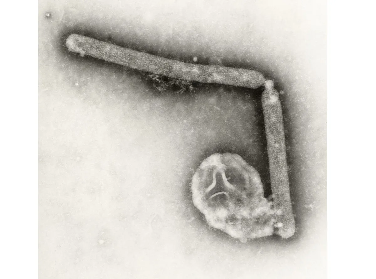 Detectan en Luisiana, EU, posible mutación del virus de la gripe aviar