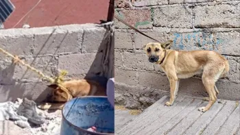 Perrita criolla amarrada