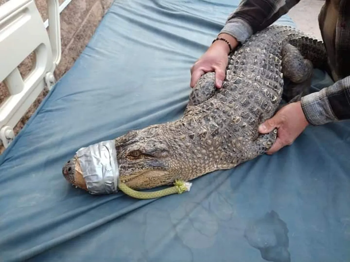 Aseguran a caimán hallado en Francisco I. Madero y lo trasladan a Pachuca
