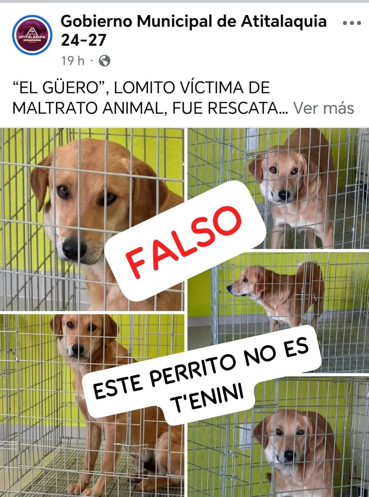 ‘El Güero’ no es el perrito arrastrado por auto en Atitalaquia, acusan activistas