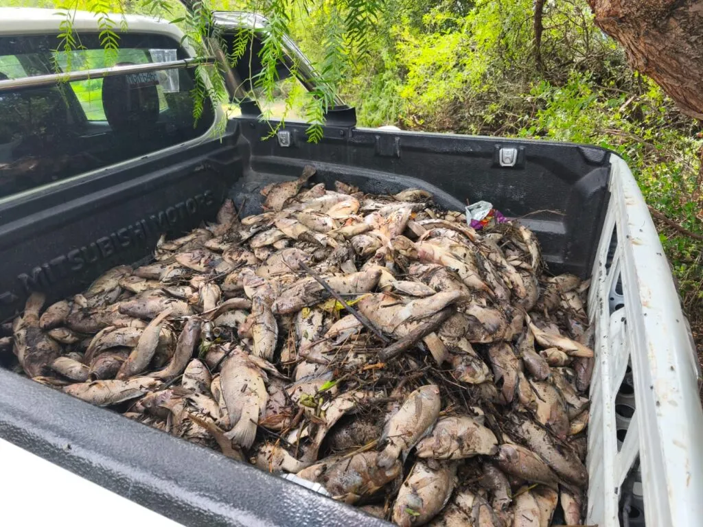 Miles de peces murieron en Tula y ahora preparan un plan para evitar otra crisis