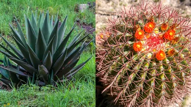 maguey y biznagas