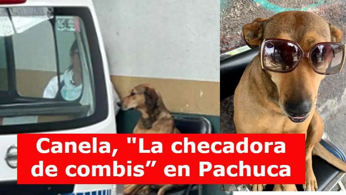 Canela la perrita checadora de combis en Pachuca