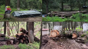 Avanza casi 80% saneamiento contra plaga forestal en El Chico