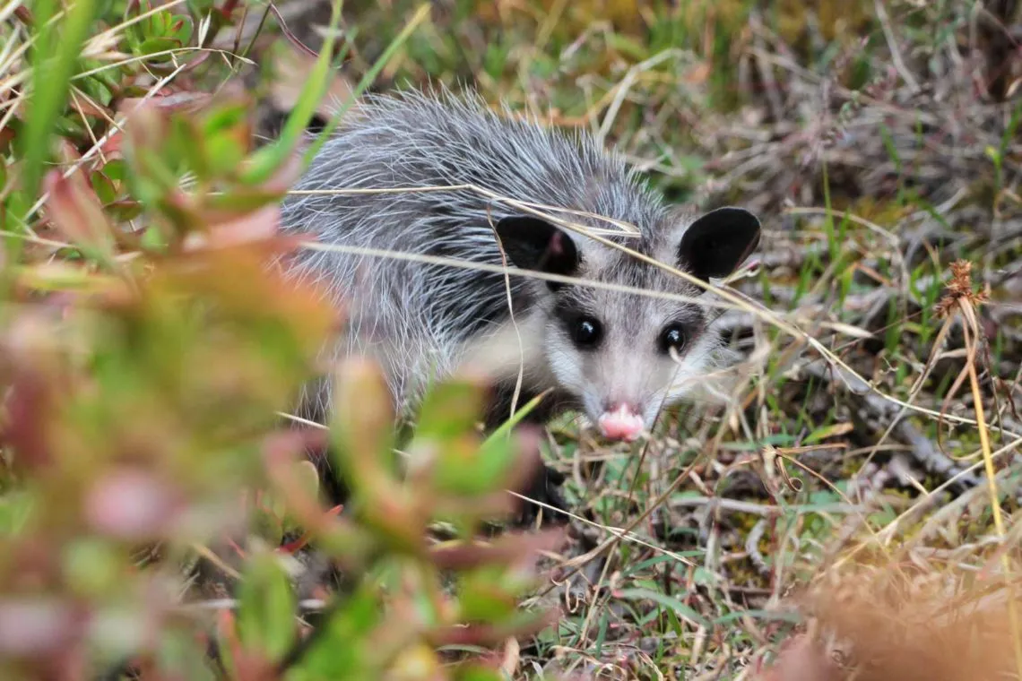 Pachuca: liberan cacomixtles, tlacuaches y una lechuza en Parque Nacional del Chico