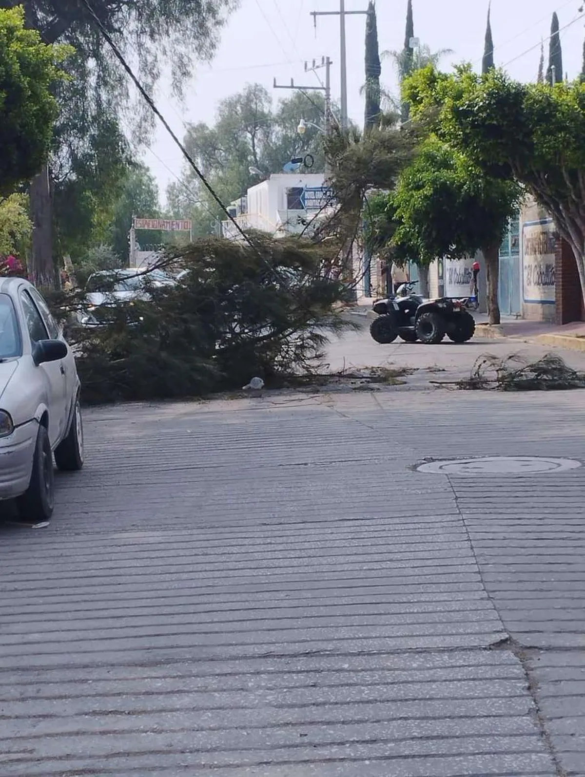 Lluvias provocan caída de árboles en Ixmiquilpan