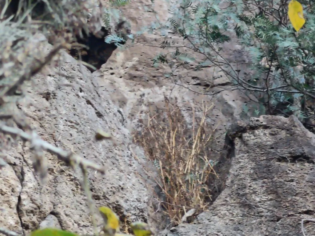 El Venado: el sitio arqueológico en Tula que frenó el paso del tren México-Querétaro
