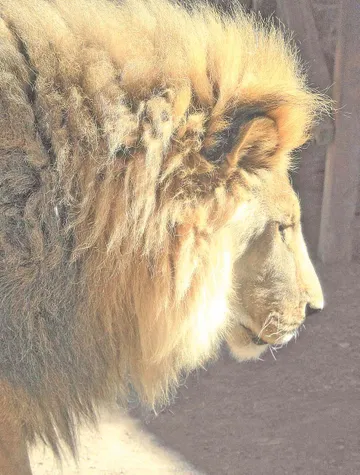 León