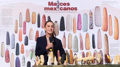 Claudia Sheinbaum encabezó el Día Nacional del Maíz y reiteró: “sin maíz no hay país”.