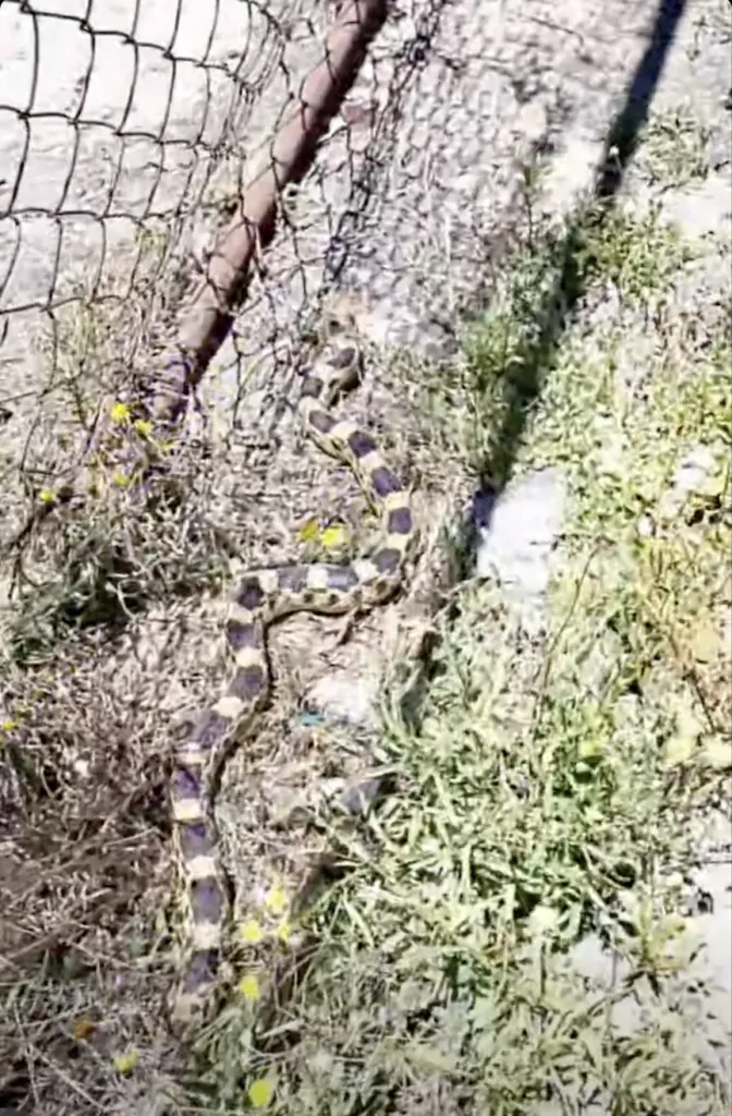 ¡Vaya susto! Captan una serpiente en la unidad deportiva de Pachuca