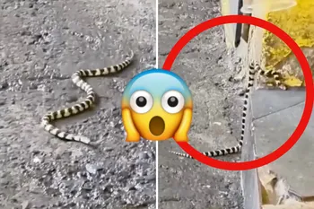 ¿Mascota escapada o fauna local? Hallan reptil en plena zona comercial de Tulancingo; autoridades piden no agredir a la especie y llamar a emergencias. Checa la nota.