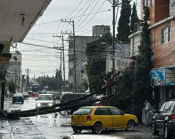 Árbol de gran tamaño cae y bloquea calle Aldama