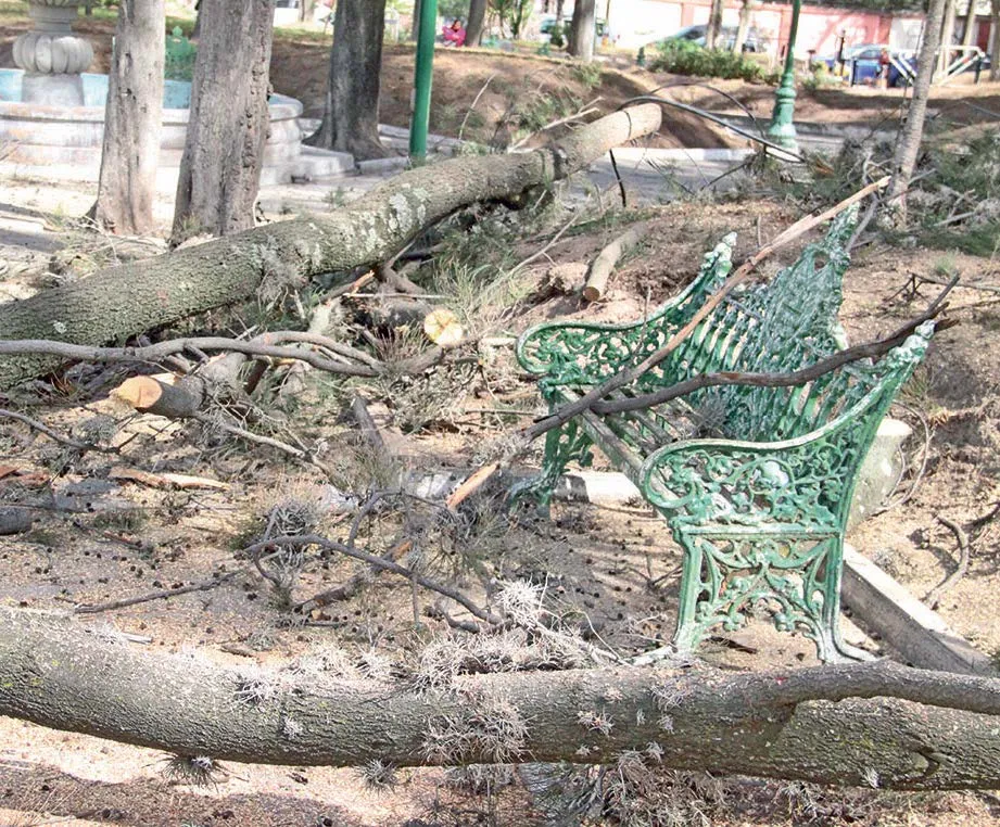 Plaga obliga a talar árboles del Pasteur