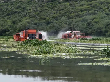 Semarnath afirma que sí operan trituradoras de lirio en la presa Endhó