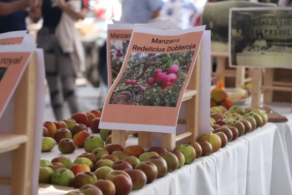 Acaxochitlán llega a la CDMX: inauguran Feria de la Manzana en Gustavo A. Madero
