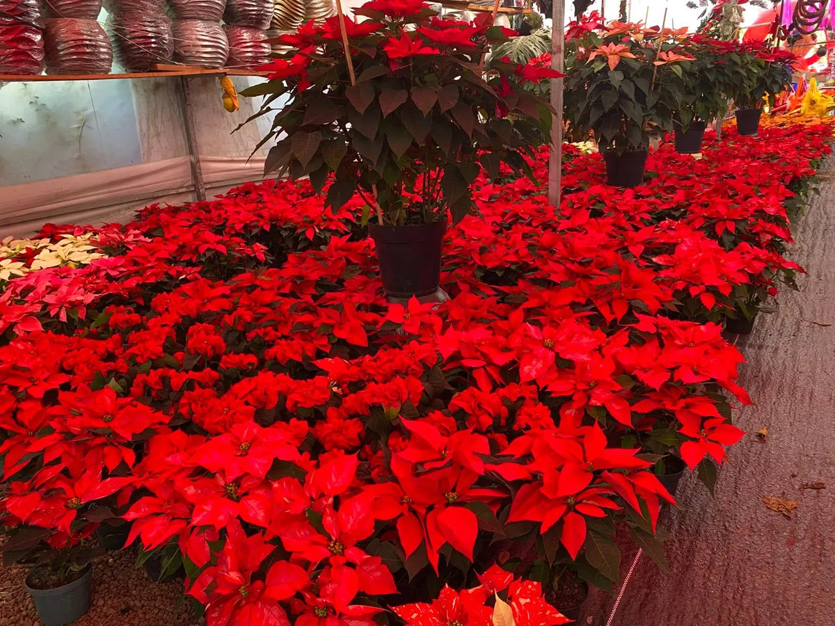 La flor más emblemática de la Navidad vuelve a llenar México de color. Estos son los cuidados clave que recomiendan las autoridades.