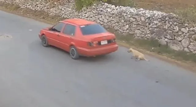 ‘El Güero’ no es el perrito arrastrado por auto en Atitalaquia, acusan activistas