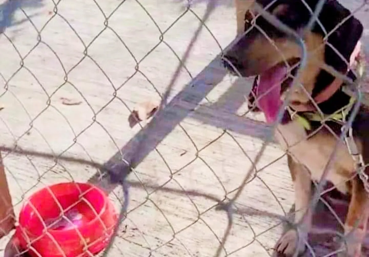 Perros bajo el sol en Atlapexco: Pobladores denuncian maltrato animal