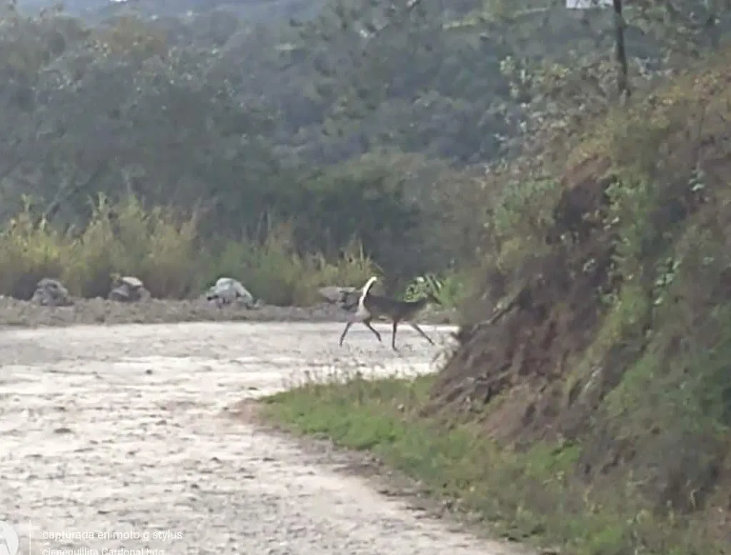 Avistan venados cola blanca en localidad de El Cardonal