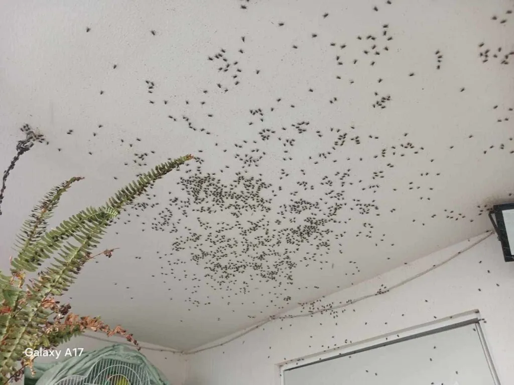 ¡Vecinos ya no saben cómo contener la plaga! Moscas invaden viviendas en Tizayuca