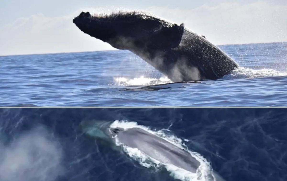 Descubren longevidad extraordinaria en ballenas; algunas superan 130 años