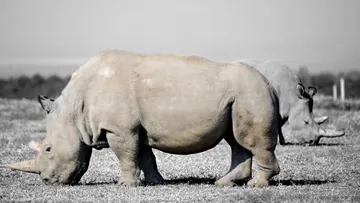 ¡Malas noticias! Una especie de rinoceronte está al borde de la extinción