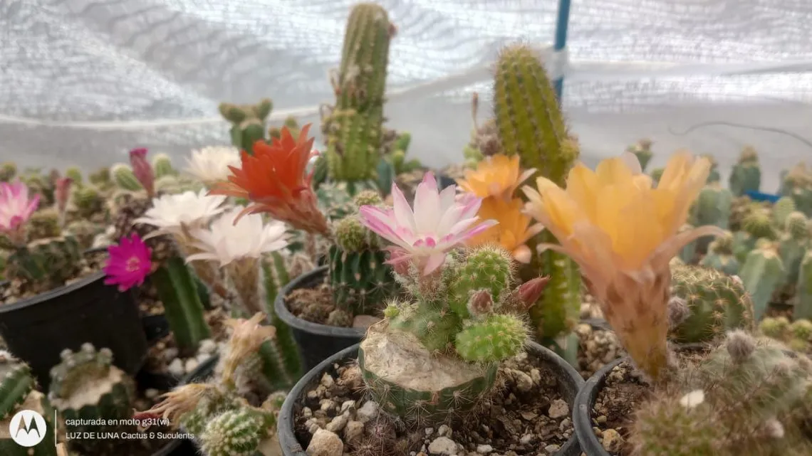 No te pierdas el Festival Hidalgo Verde 2024