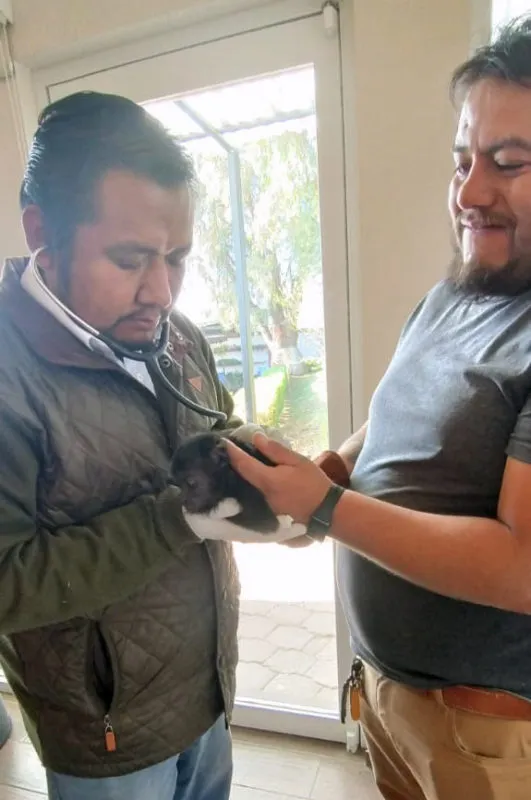 Encuentran cría de mono aullador abandonada en una maleta en Tulancingo