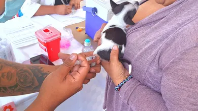 Vecinos de Alfajayucan denuncian carencias en la vacunación antirrábica: faltaron jeringas y comprobantes. Aquí los detalles