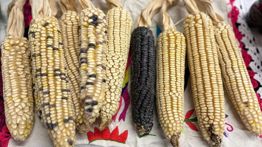 La Sierra hidalguense se prepara para días de fiesta y tradición en Juárez Hidalgo
