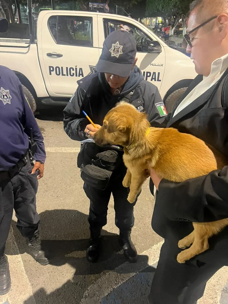 Rescatan a otro perrito victima de violencia en Ixmiquilpan