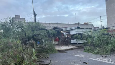 Árbol colapsa frente a CFE en Tizayuca