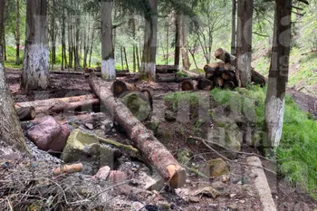 Bosques afectados por incendios y plagas en Hidalgo