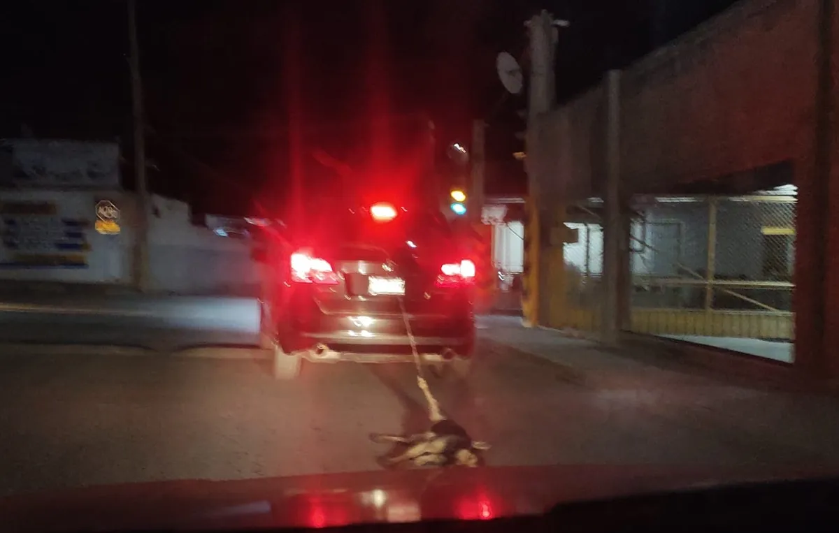 Maltrato animal: proponen cárcel a quien difunda videos o fotografías