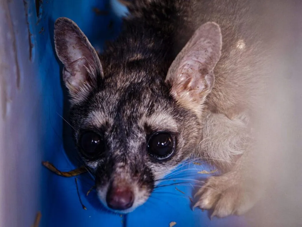 Liberan fauna silvestre a su hábitat en Hidalgo