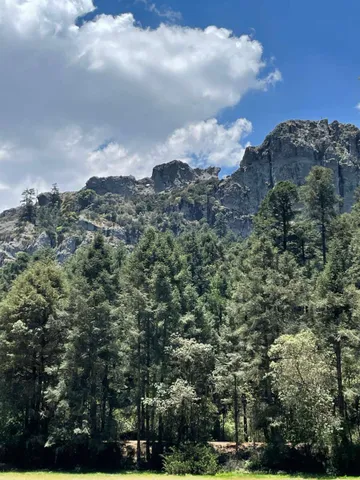 Plaga de insectos amenaza el bosque del Parque Nacional El Chico