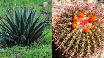 maguey y biznagas