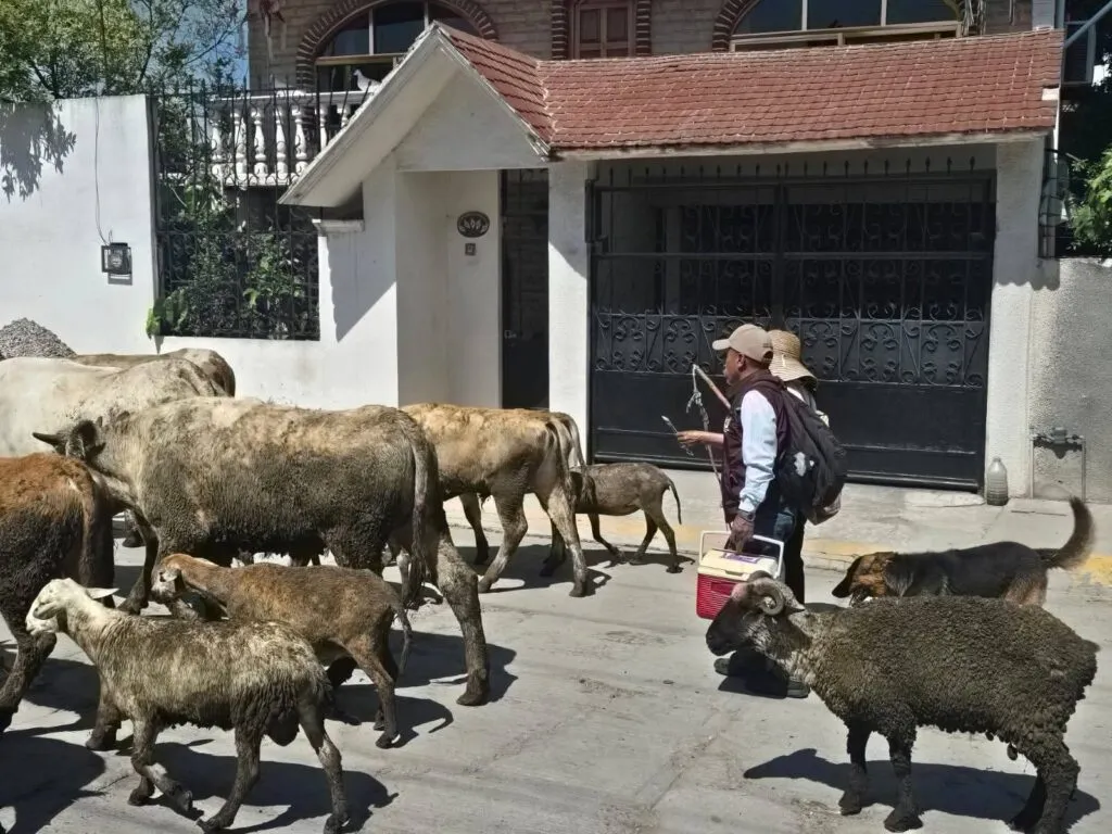 Refuerzan vigilancia por gusano barrenador en Tlaxcoapan