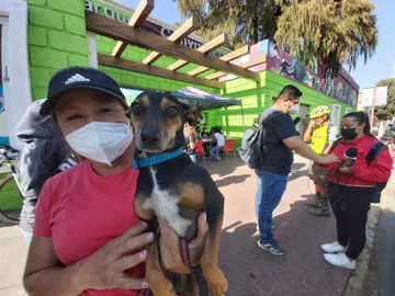 En 911 no atienden denuncias de maltrato animal: activistas