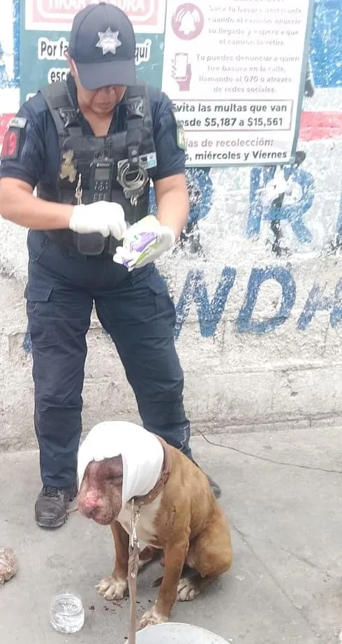 Reportan maltrato animal en Pachuca; rescatan a perro en la colonia San Cayetano