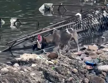 Rescatan a ‘lomito’ atrapado en creciente del Río Tula; lo darán en adopción