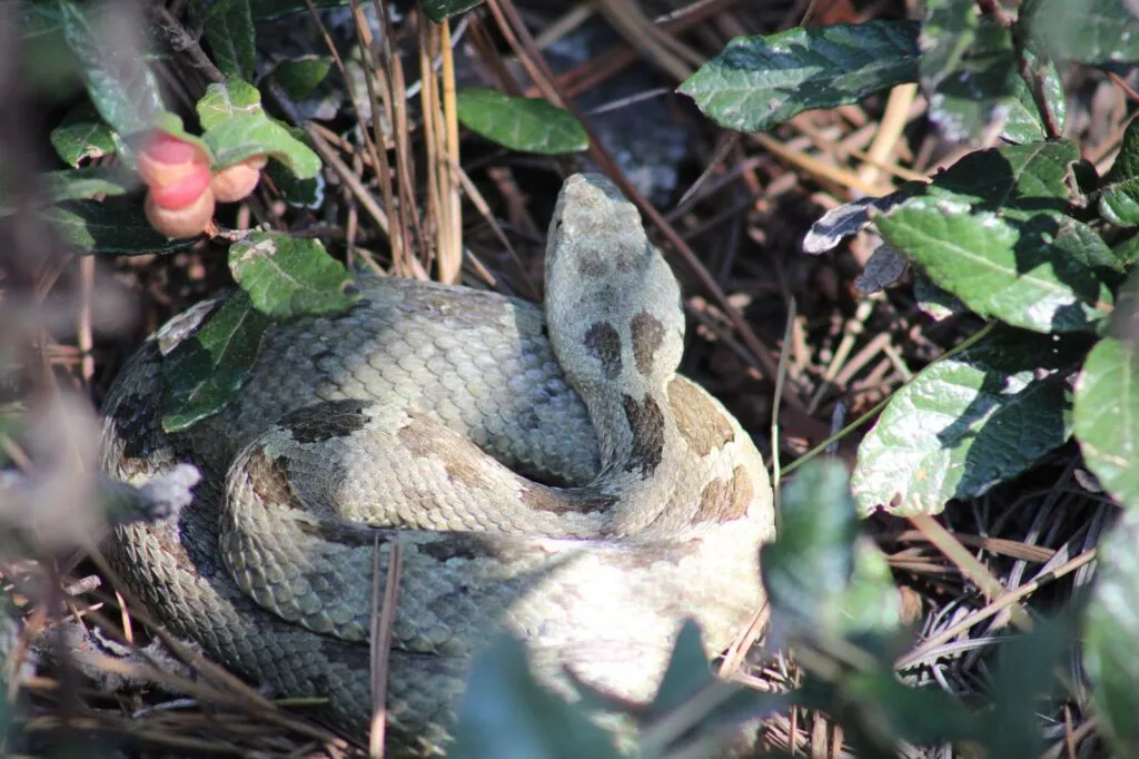 Liberan fauna rehabilitada en área natural de Epazoyucan