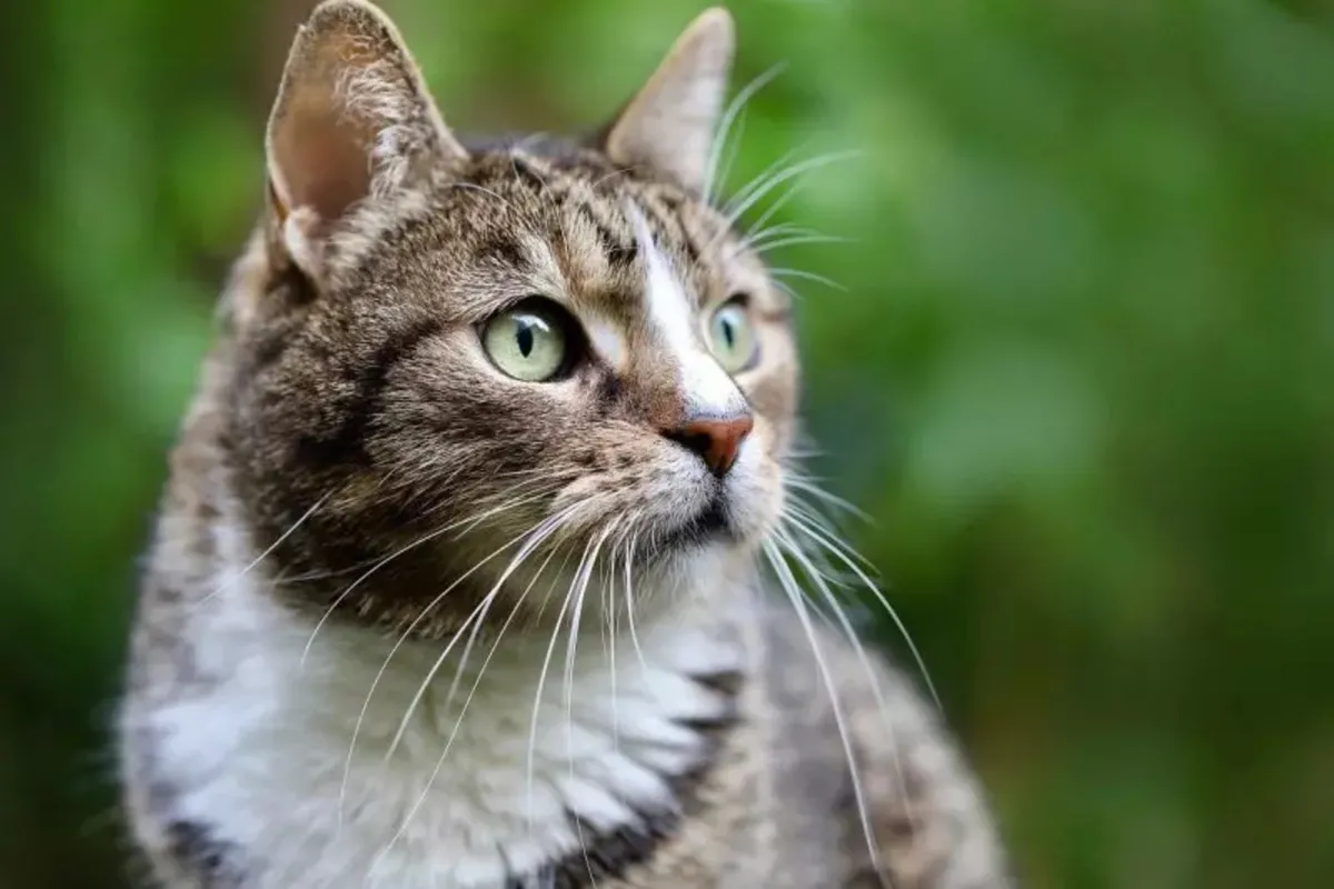 La Comisión de Bienestar Animal de Escocia dijo que los gatos matan al menos a 700 millones de aves y otros animales cada año en el Reino Unido.