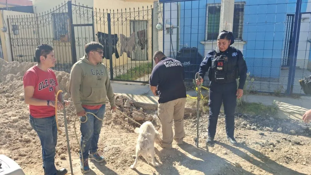 Perrito es rescatado con vida tras caer en obra pluvial en Mineral de la Reforma