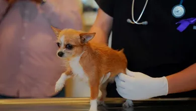 Revisión veterinaria