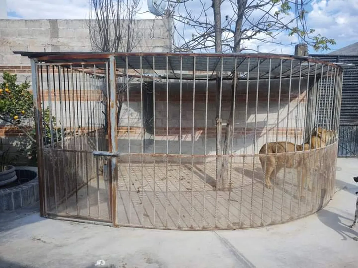 Profepa rescata a león que se encontraba en domicilio particular en Hidalgo