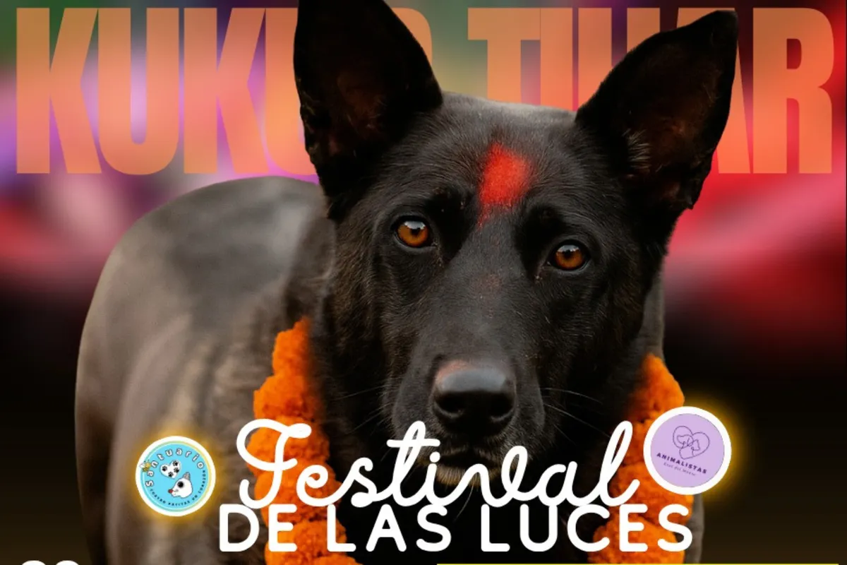Real del Monte se llena de luz y amor por los animales con el Kukur Tihar, festival que celebra su lealtad y protección.