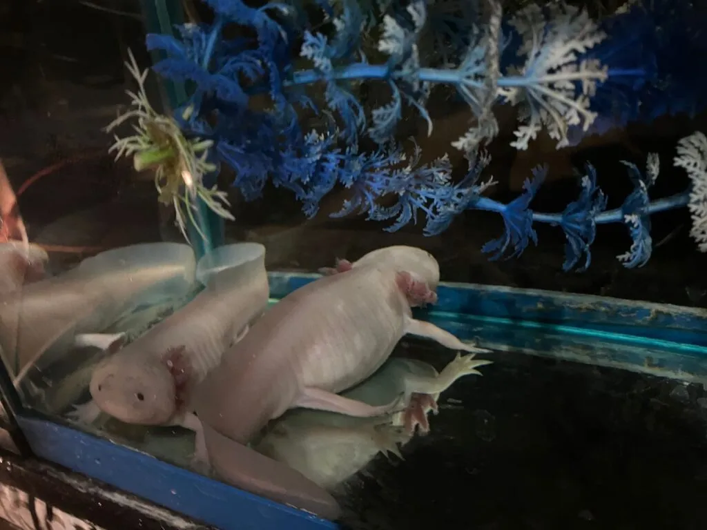 Día Nacional del Ajolote: ciencia, cultura y conservación en un solo símbolo